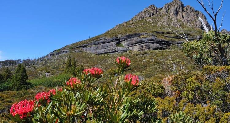 Tasmania Discovery Nature Tour - Australia and New Zealand Travel Company 4