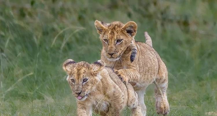 Safari de 3 jours dans le parc national du Serengeti - Professional Safari Africa 8