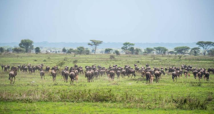 Ñus dispersos por una vasta llanura verde.