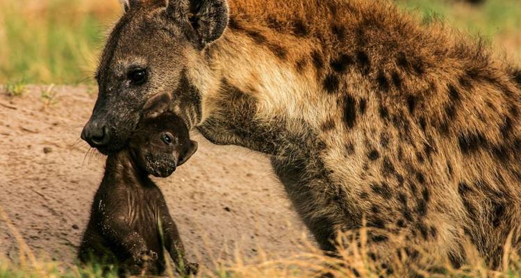 Hiena con su cachorro en pastizal.