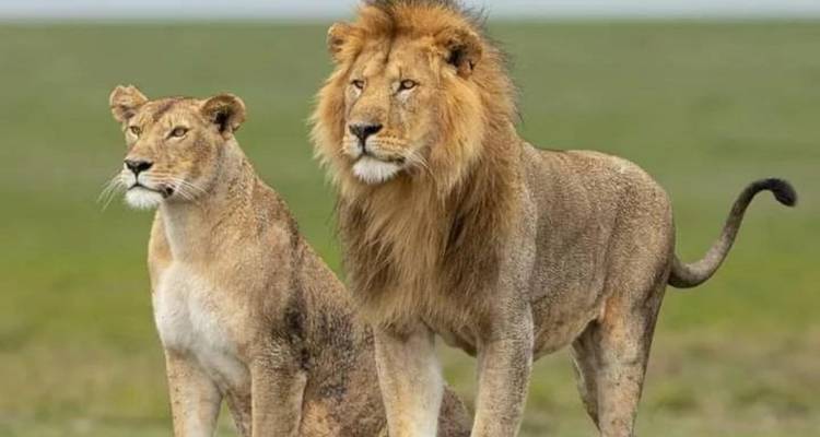 León y leona de pie juntos en la sabana.