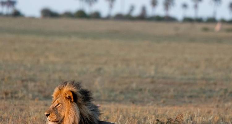 Un león descansando en un vasto paisaje de sabana.