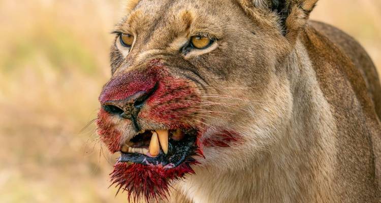 Un primer plano de una leona con sangre en la cara, probablemente después de una cacería.