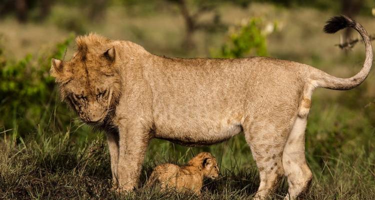 Un león y un cachorro caminando por las praderas.