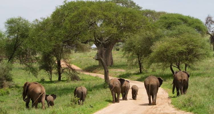 3-Day Tarangire Ngorongoro, Manyara Safari from Zanzibar - Professional Safari Africa 3