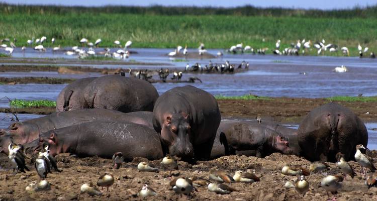 3-Day Tarangire Ngorongoro, Manyara Safari from Zanzibar - Professional Safari Africa 8