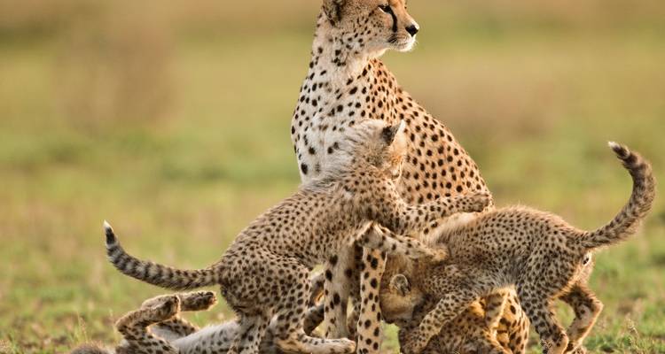 3 Day Tarangire, Ngorongoro, Manyara Safari from Moshi - Professional Safari Africa 1