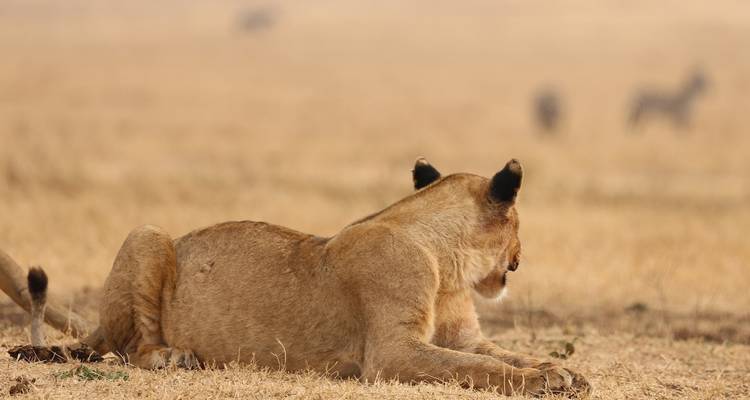 3 Day Tarangire, Ngorongoro, Manyara Safari from Moshi - Professional Safari Africa 2