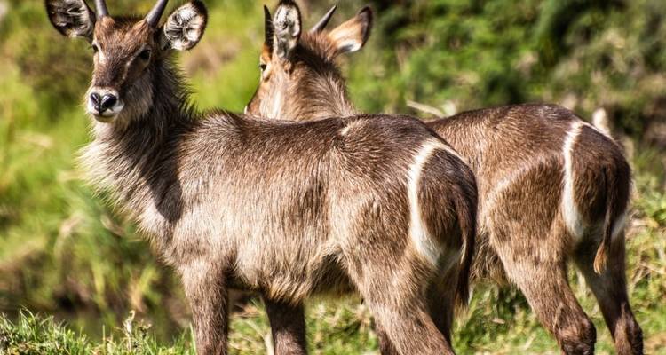 3 Day Tarangire, Ngorongoro, Manyara Safari from Moshi - Professional Safari Africa 7