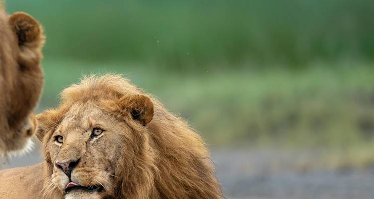 3 Day Tarangire, Ngorongoro, Manyara Safari from Moshi - Professional Safari Africa 9