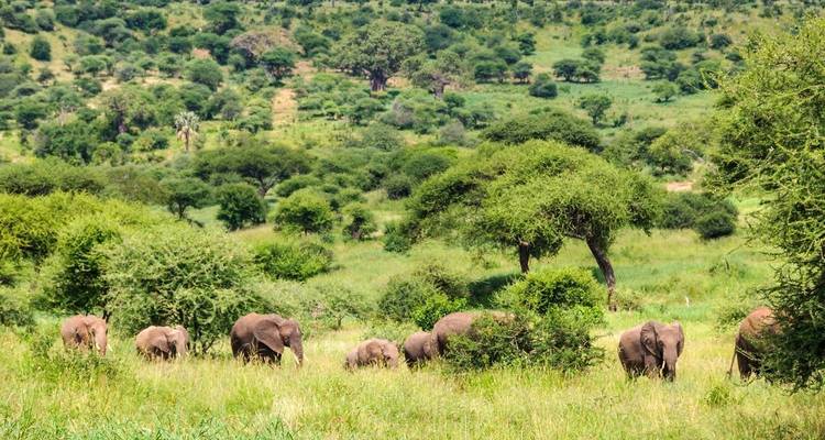 3-Day The Best of Tanzania Safari Green Season Offer - Professional Safari Africa 3
