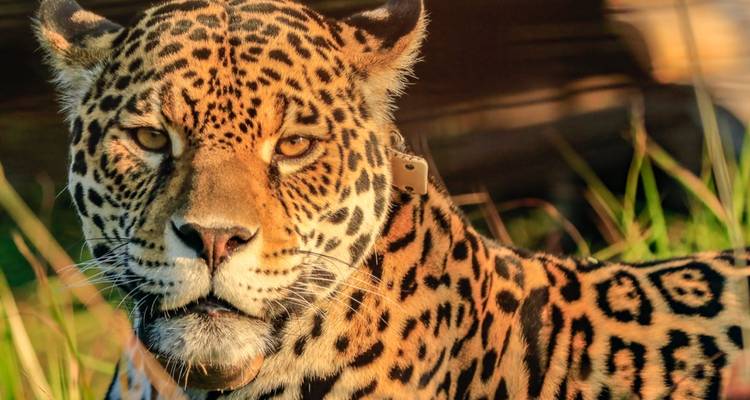 Buenos Aires et évasion dans la jungle : Ibera, chutes d'Iguazú et faune locale - Mater Sustentable 1