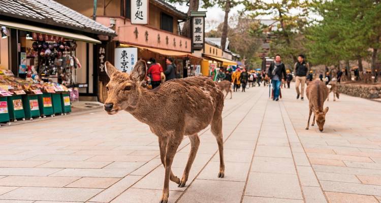 Deer walking on a pathway in a populated area with shops