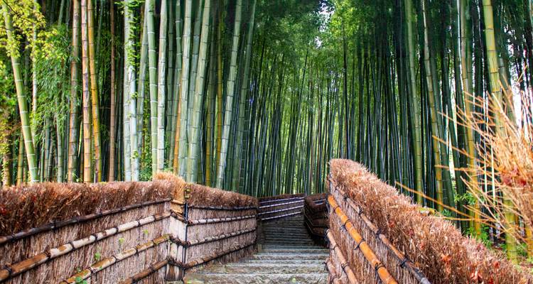 Ruhiger Bambuswald mit einem Pfad, der hindurchführt.