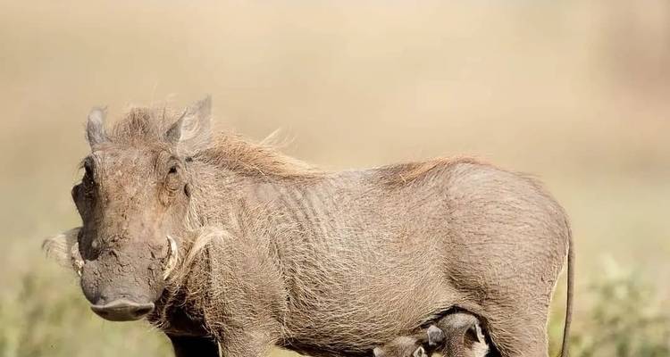 Warzenschwein mit Frischlingen im Gras.