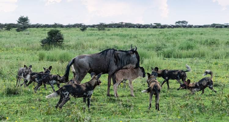 4-Day Great Migration/ Calving Season Serengeti Explorer - Professional Safari Africa 8