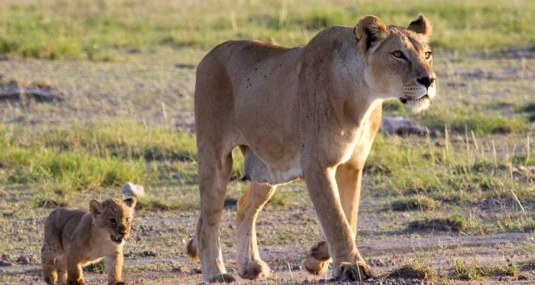 Safari africain : Kenya et Tanzanie (de Nairobi au parc national de Tarangire) - Collette 2