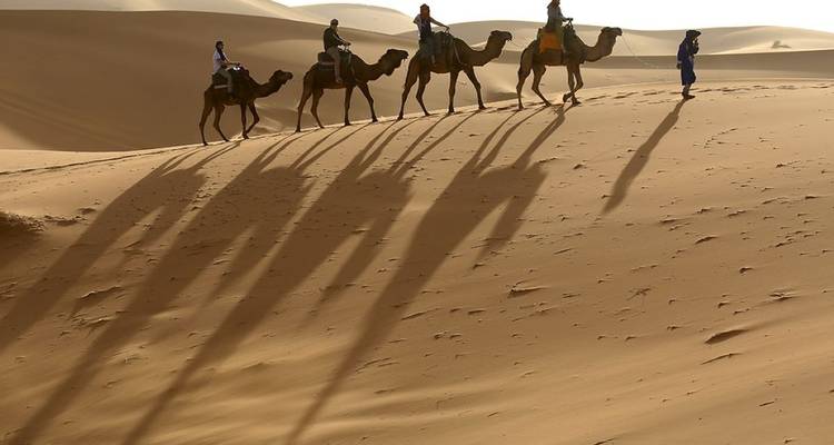Rij kamelen die lopen met hun schaduwen geworpen op de woestijnduinen.