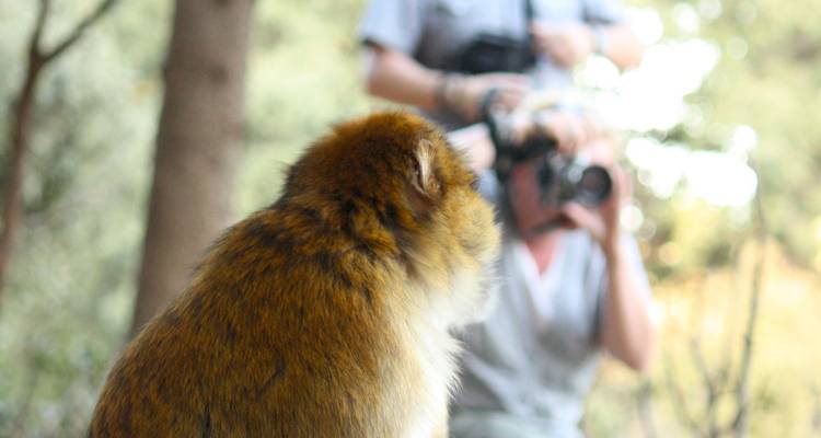 Een aap die voor een persoon met een camera zit.