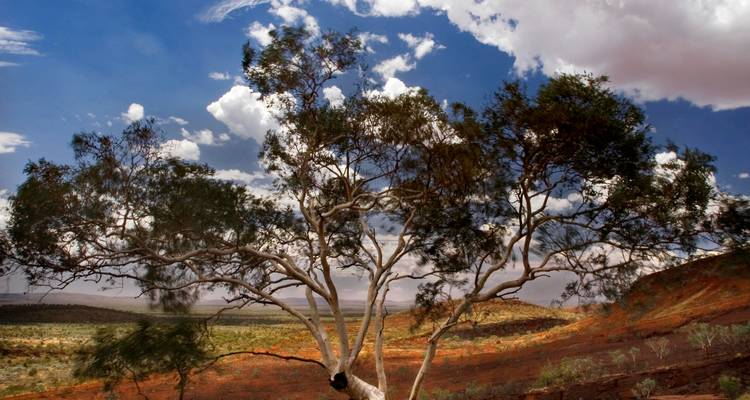 Circuito de Flores Silvestres de Broome a Perth - WA NT TOURS 7