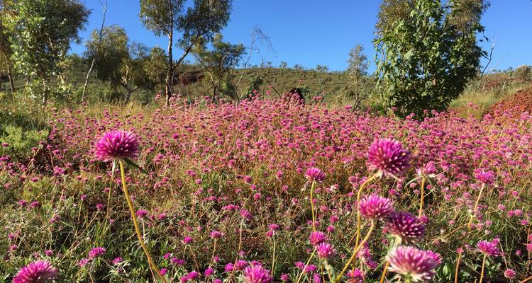 Circuito de Flores Silvestres de Broome a Perth - WA NT TOURS 8