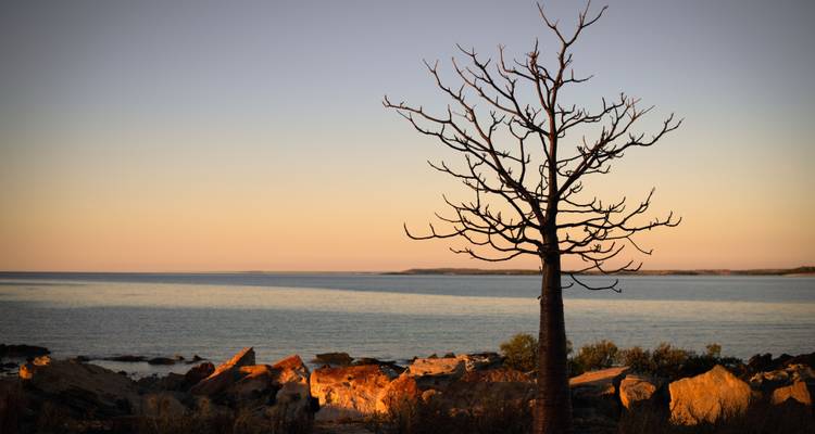 Circuito de Flores Silvestres de Broome a Perth - WA NT TOURS 9