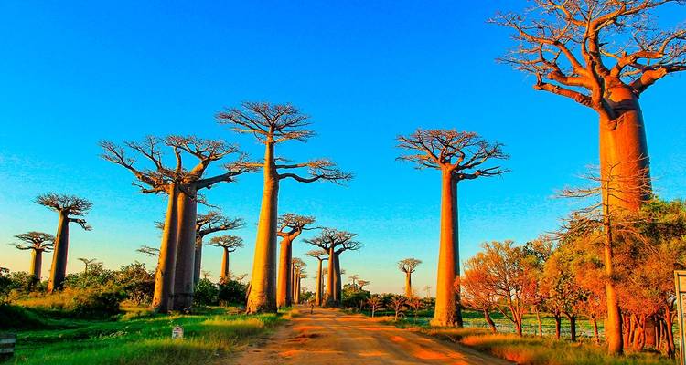 Eine berühmte Allee gesäumt von Baobab-Bäumen bei Tageslicht.
