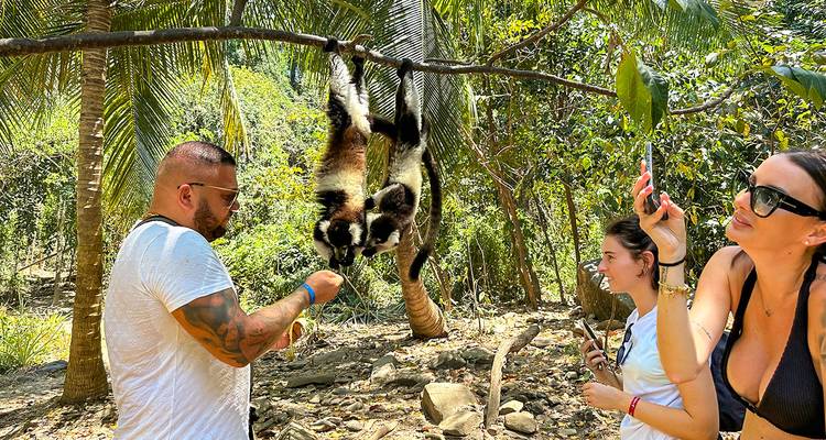 Touristen füttern Lemuren in einem Wald.