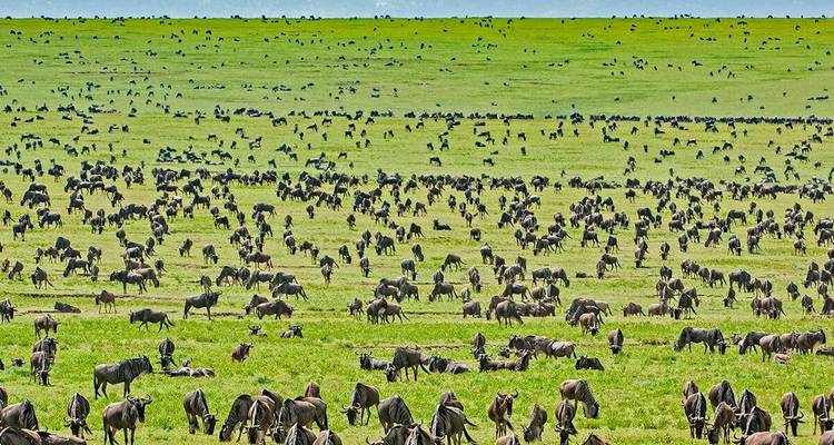 Experiencia de 4 días en el Serengeti y el Ngorongoro - Professional Safari Africa 9