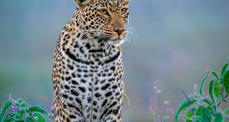4-Day Tarangire, Ngorongoro & Manyara Comfort Safari - Professional Safari Africa 1