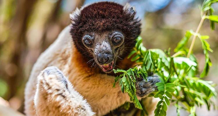 Aventure personnalisée et approfondie de la faune et de la flore de Madagascar, sans groupe - Agate Travel 9