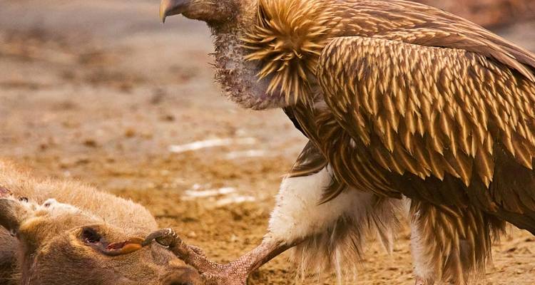 Geier frisst Beute in natürlicher Umgebung.