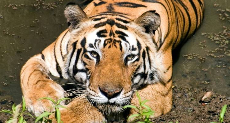 4 Days: Khajuraho With Tiger Safari (Wildlife Tour) -  Taj Voyages Tours  4