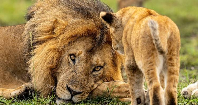 Tarangire - Ngorongoro - Serengeti - Lago Manyara - Professional Safari Africa 4