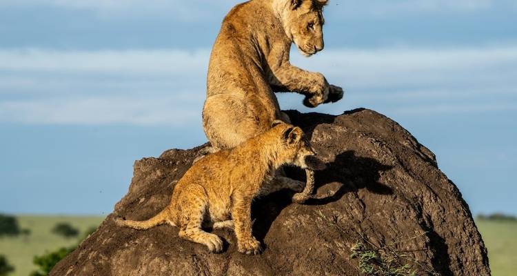 Tarangire - Ngorongoro - Serengeti - Lago Manyara - Professional Safari Africa 7