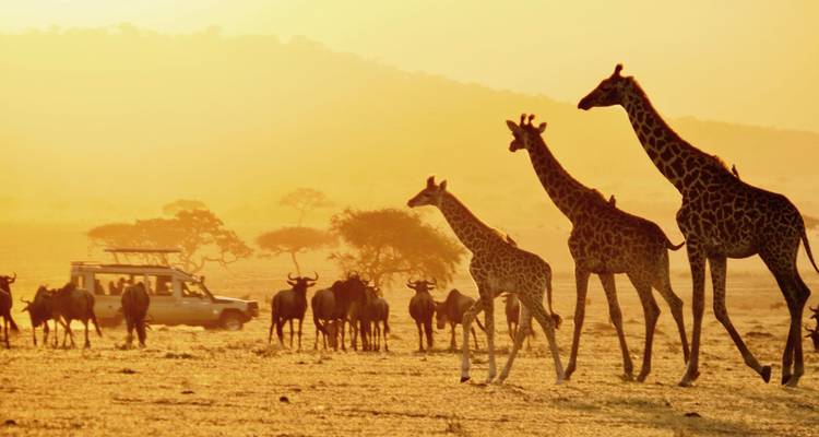 Safari animalier et vacances à la plage à Zanzibar - Professional Safari Africa 7