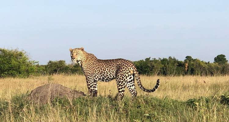 Safari animalier et vacances à la plage à Zanzibar - Professional Safari Africa 8