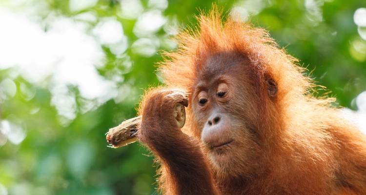 14 días Kuala Lumpur y aventura en la selva tropical de Borneo - Oasis Travel 1