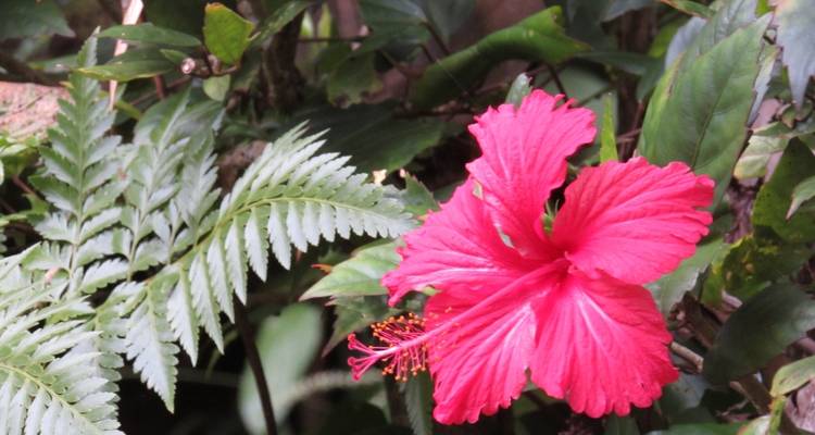 14 días Kuala Lumpur y aventura en la selva tropical de Borneo - Oasis Travel 3