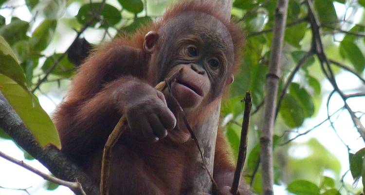 14 días Kuala Lumpur y aventura en la selva tropical de Borneo - Oasis Travel 4