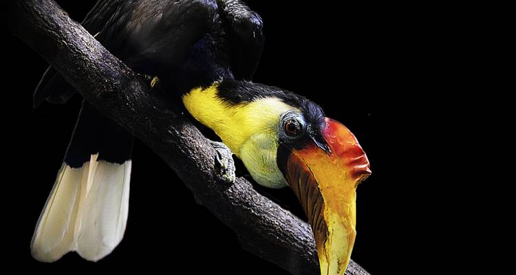 14 días Kuala Lumpur y aventura en la selva tropical de Borneo - Oasis Travel 7