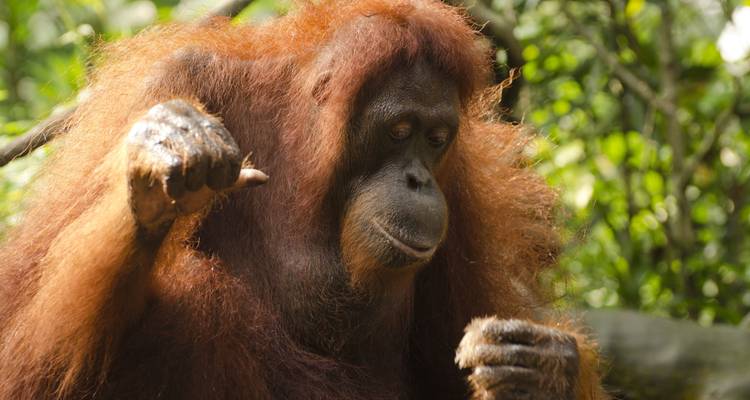 14 días Kuala Lumpur y aventura en la selva tropical de Borneo - Oasis Travel 10
