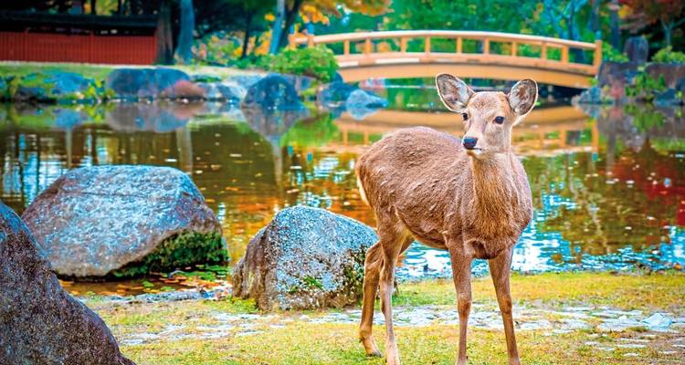 L'itinéraire doré du Japon (programme terrestre uniquement) - DERTOUR 8