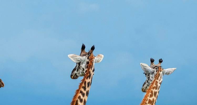 Serengeti, Ngorongoro, Manyara, Tarangire (Descuento) - Professional Safari Africa 4