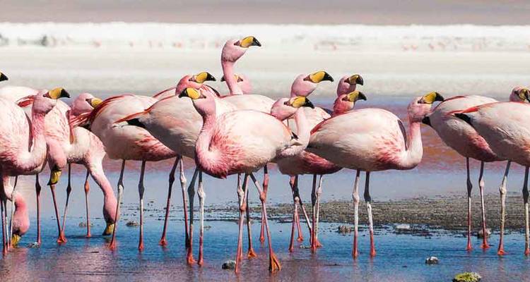 Explore Bolivia to Brazil (including Uyuni Salt Flat) - Intrepid Travel 5