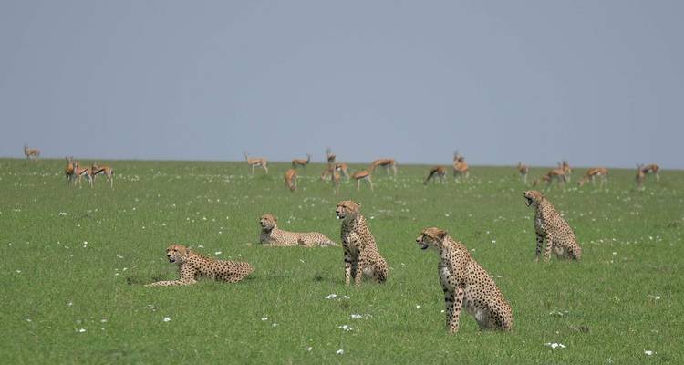 La migration du Serengeti et le cratère du Ngorongoro - Professional Safari Africa 2