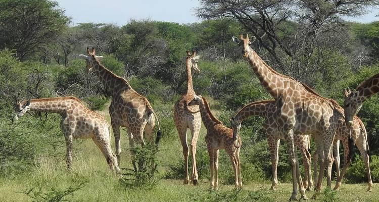 La migration du Serengeti et le cratère du Ngorongoro - Professional Safari Africa 6