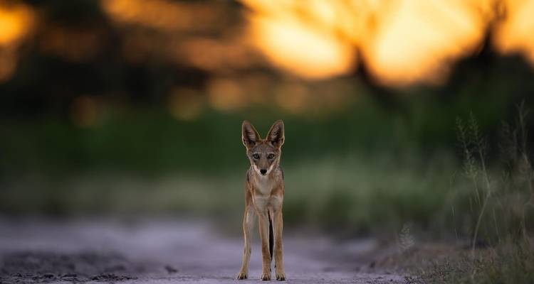 La migration du Serengeti et le cratère du Ngorongoro - Professional Safari Africa 7