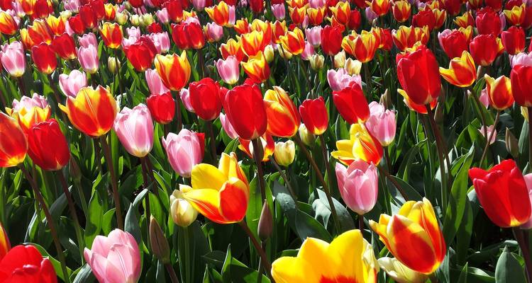 The Netherlands in Bloom 2026 - Avalon Waterways 4