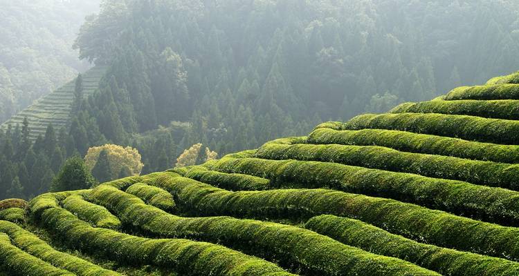 Spectacular South Korea - 12 days - On The Go Tours 2
